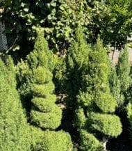 Picea Glauca Conica spiral