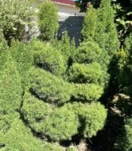 Picea Glauca Conica spiral