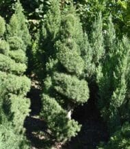 Picea Glauca Conica spiral