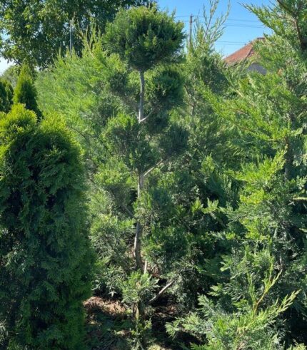 cupressocyparis-pom-pon