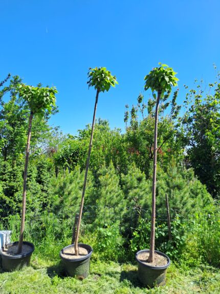 Catalpa-globulara-nana