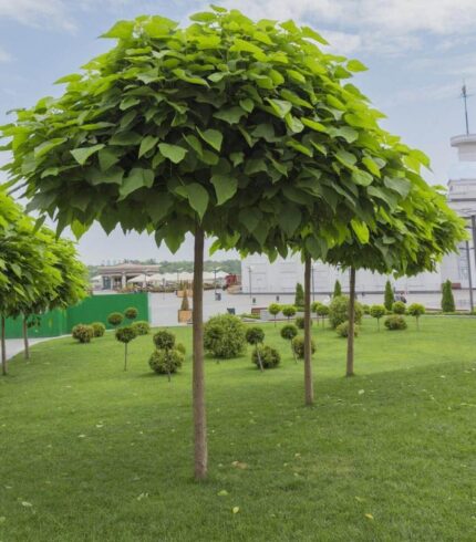 catalpa-globulara-nana