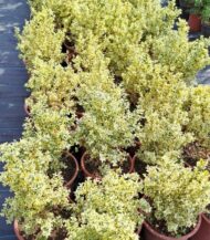 buxus-aureovariegata