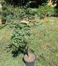 euonymus-alatus-salba