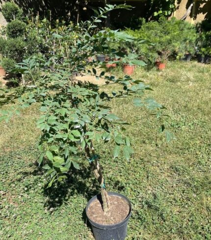 euonymus-alatus-salba