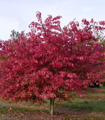 euonymus-alatus