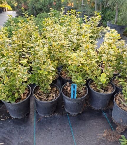 Euonymus-Aureomarginatus-Japonicus