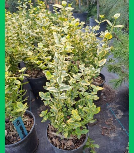 Euonymus-Aureomarginatus-Japonicus