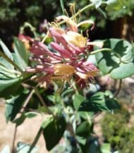 Caprifoi Rosu Lonicera American Beauty