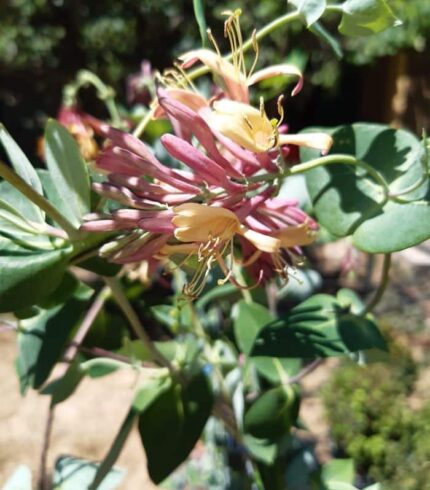 Caprifoi Rosu Lonicera American Beauty