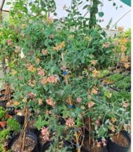 Caprifoi Rosu Lonicera American Beauty