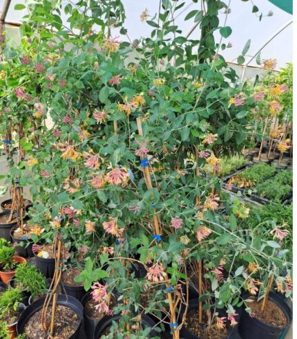 Caprifoi Rosu Lonicera American Beauty