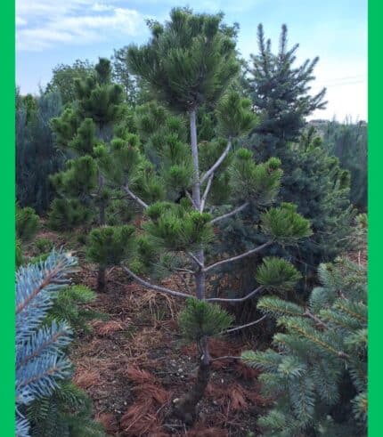 Pinus Leucodermis Satelit Pom-pon