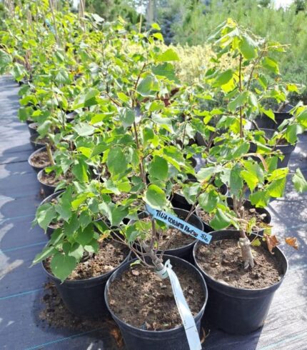 Tillia Cordata ( Tei Pucios)