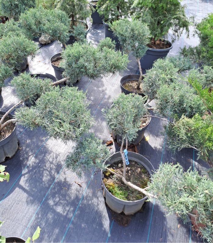 Ienupar-chinensis-pom-pon