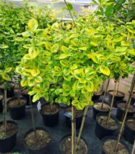 euonymus-emerald-gol