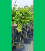 euonymus-emerald-gol