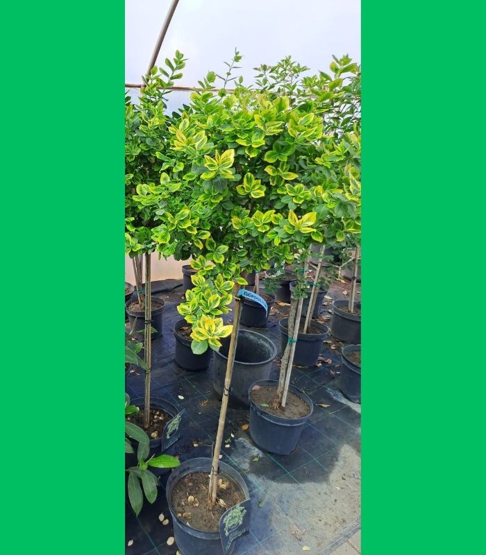 euonymus-emerald-gol