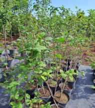 syringa-reflexa-ghiveci-2