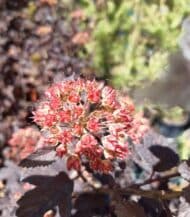 Fisocarpus1