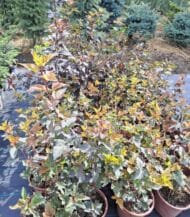 Fisocarpus1