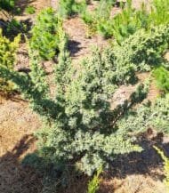 juniperus virginiana