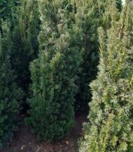 taxus baccata fastigiata