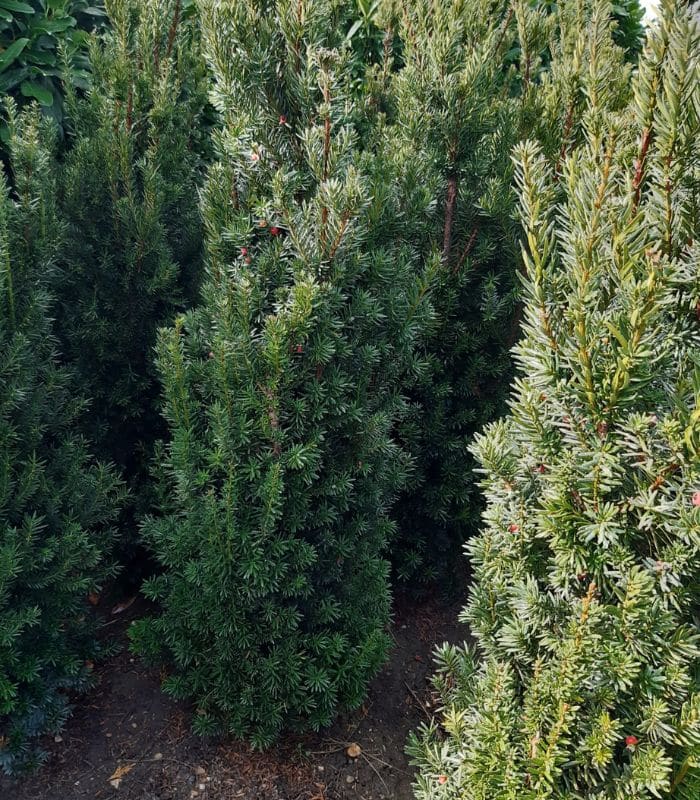 taxus baccata fastigiata