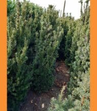 taxus baccata fastigiata