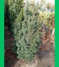 taxus baccata fastigiata