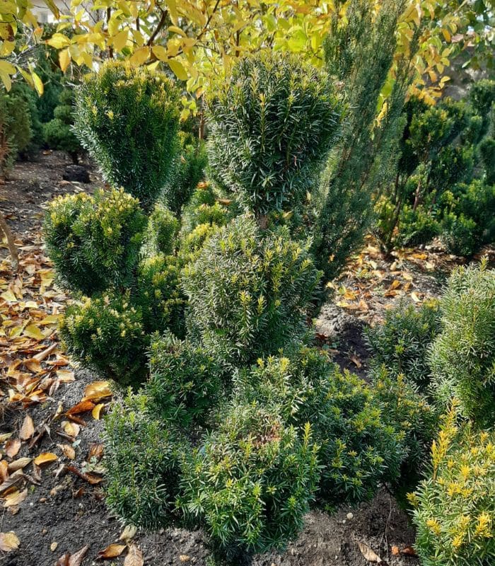 taxus baccata fastigiata