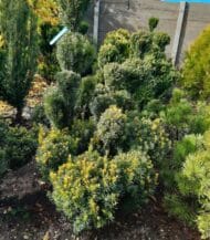 taxus baccata fastigiata