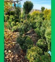 taxus baccata fastigiata